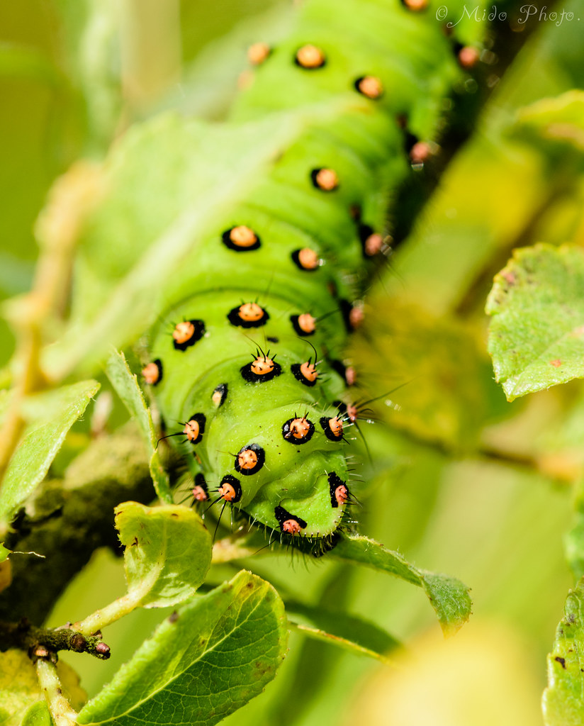 Emperor moth caterpillar......02.08.15 Lee Myers Flickr