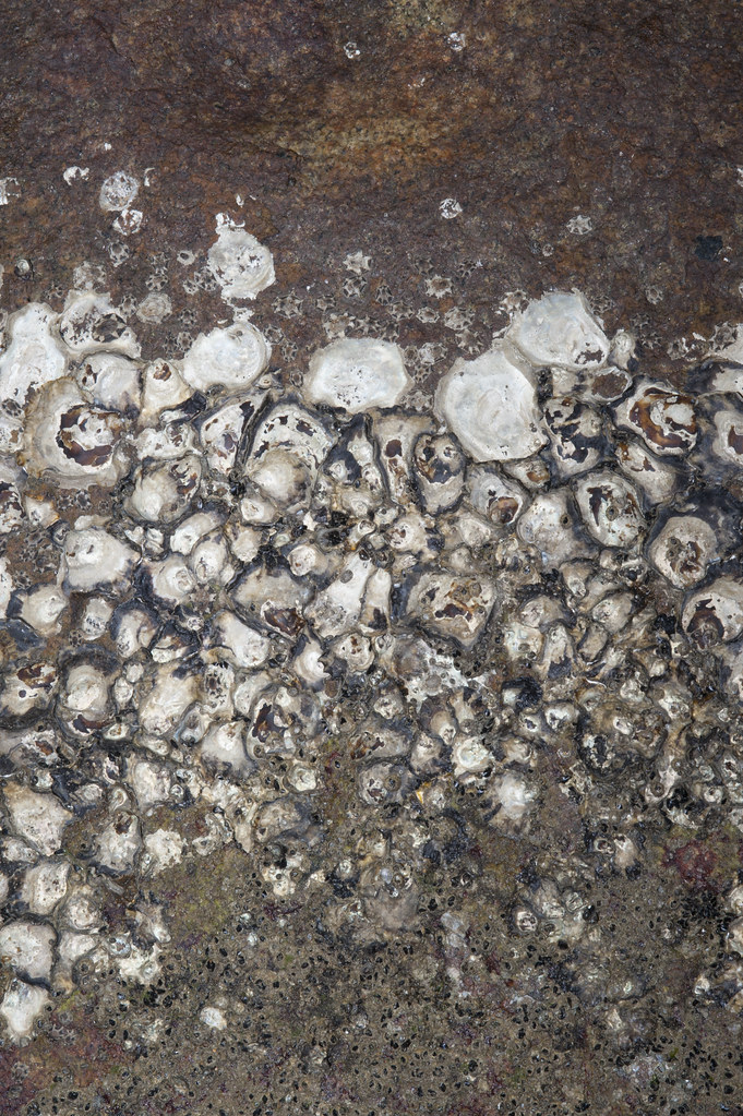 Plain rock oyster zone on a rock More about oysters on the… Flickr
