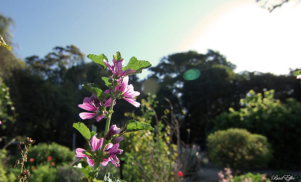 Warm flowers Redcliffe Botanical Gardens Stonebuilt. Flickr