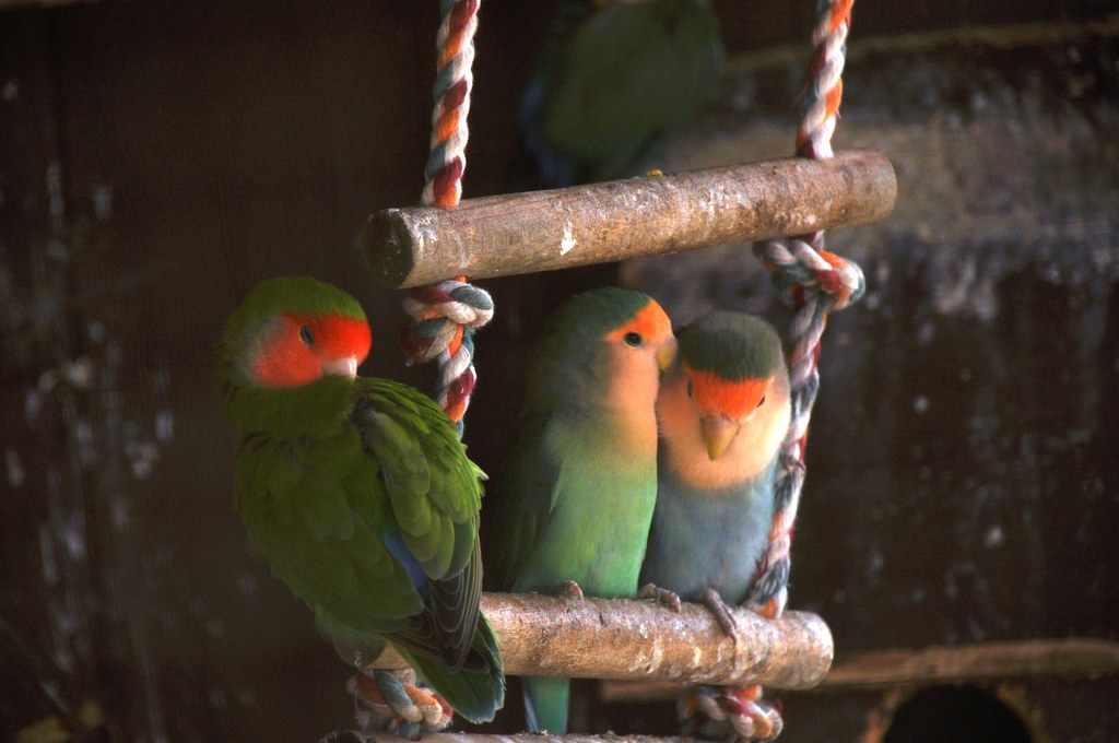 Love Birds Ted Flickr