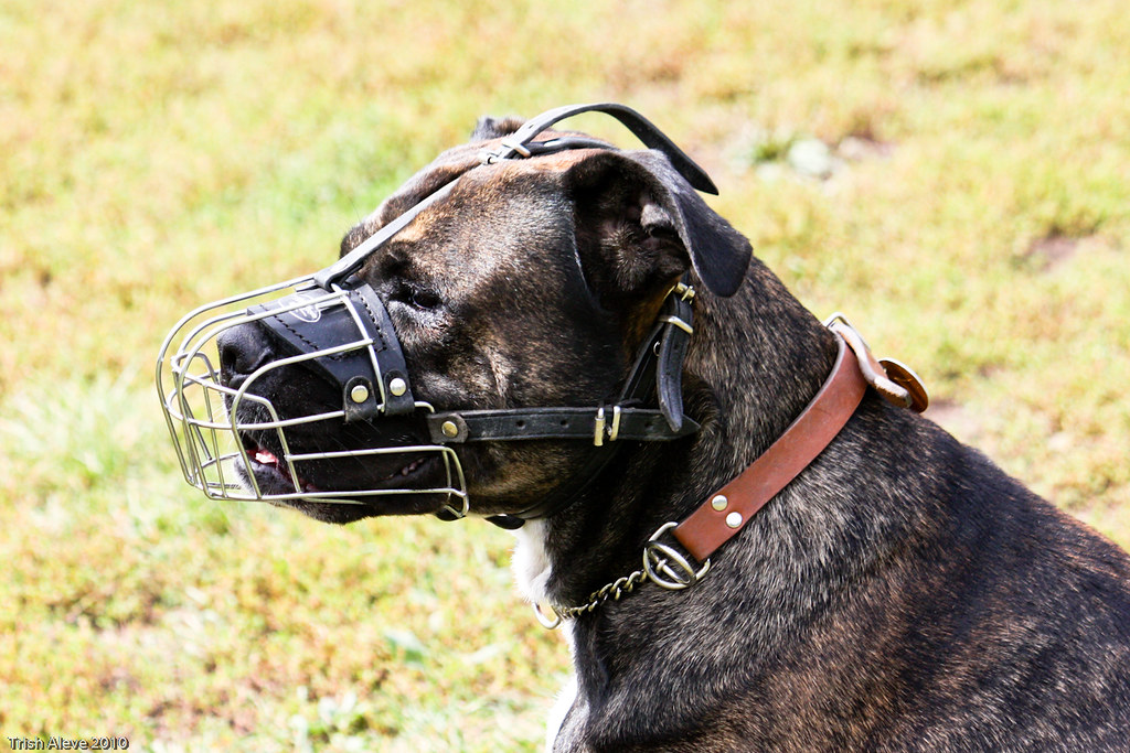 Tyson or Hannibal Lecter Presa canario At the dog park. Ty… Flickr