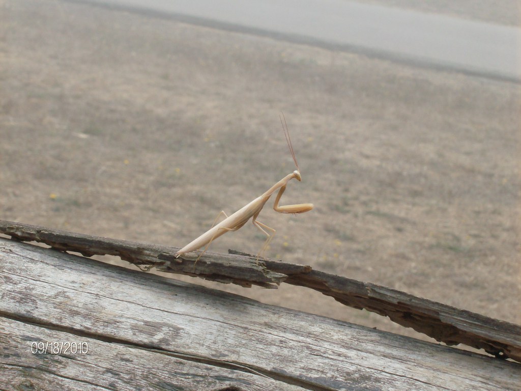 Yoga Mantis Praying Pose littlefreedom Flickr