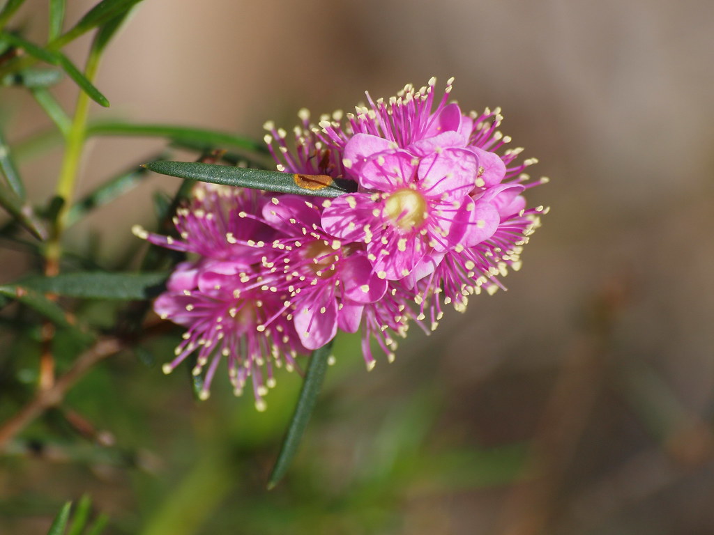 pink myrtle bush flower darryl jones Flickr