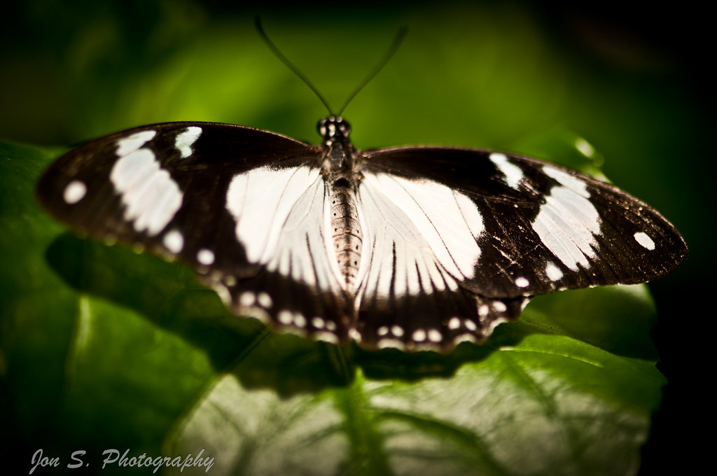 Butterfly Show 5 Carleton University Butterfly Show Jon S Flickr