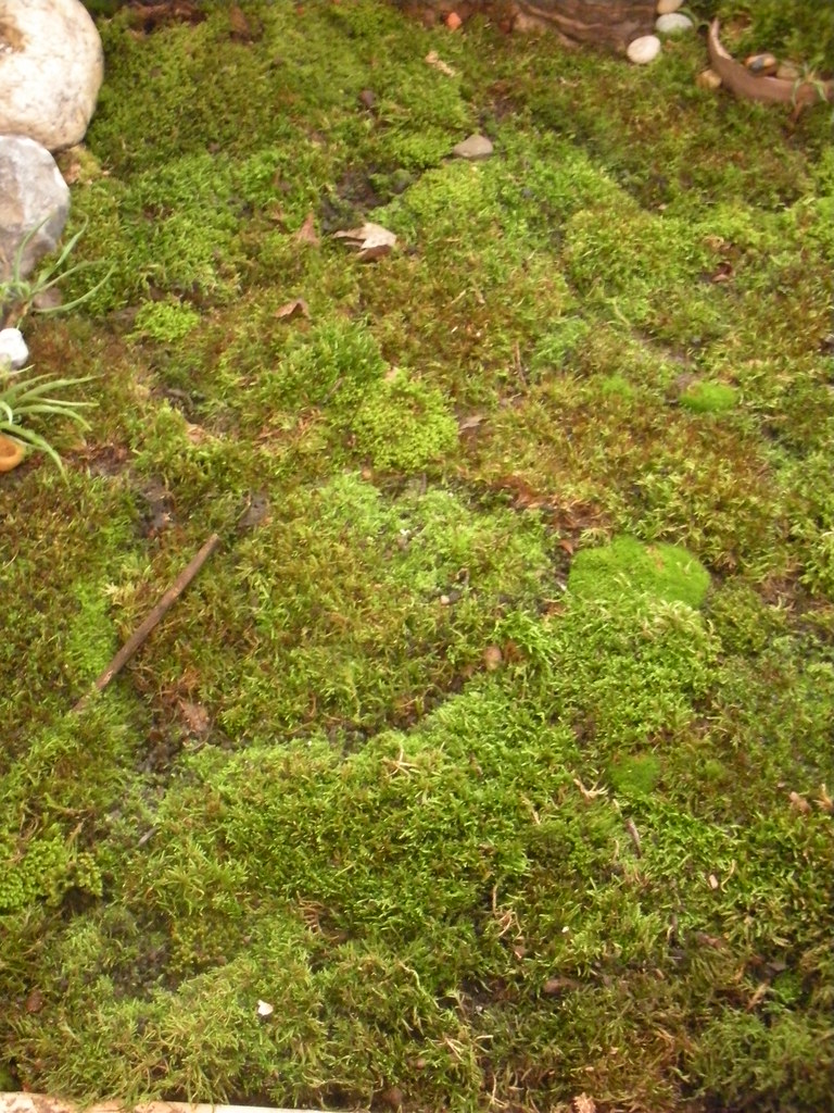 Indoors moss bed Alberto J. Almarza Flickr
