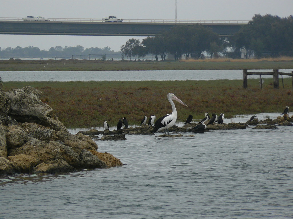 P1040047 Pelican, Mandurah, WA durinsbaneuk Flickr