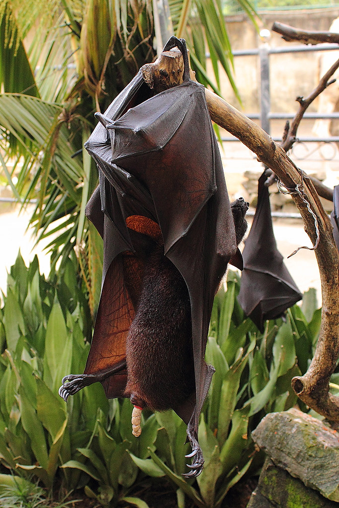 Kotender KalongFlughund / Defecating Greater Flying Fox /… Flickr