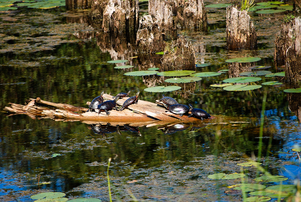 Peshtigo Harbor0808.jpg Tom Faller Flickr