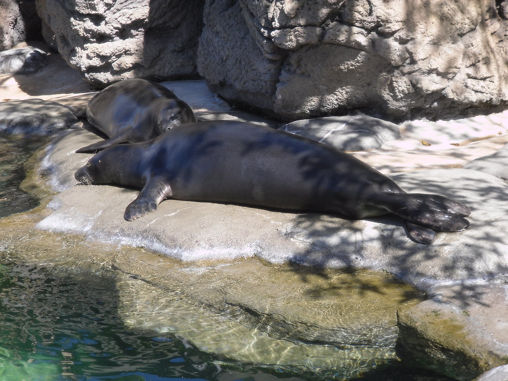 seals Honolulu aquarium Krystal Tubbs Flickr