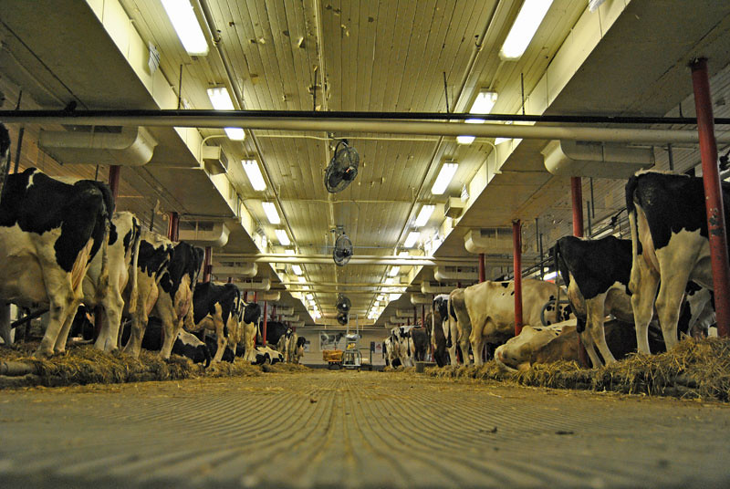 Types Of Dairy Barns Design Talk