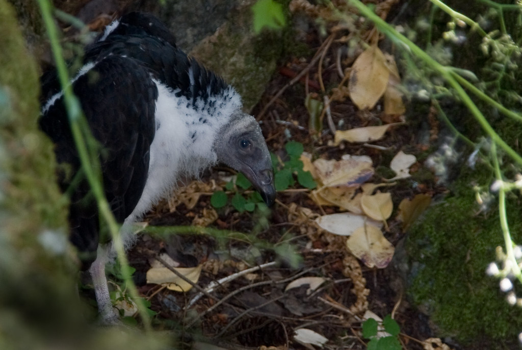 young turkey vulture about 60 days old a photo on Flickriver