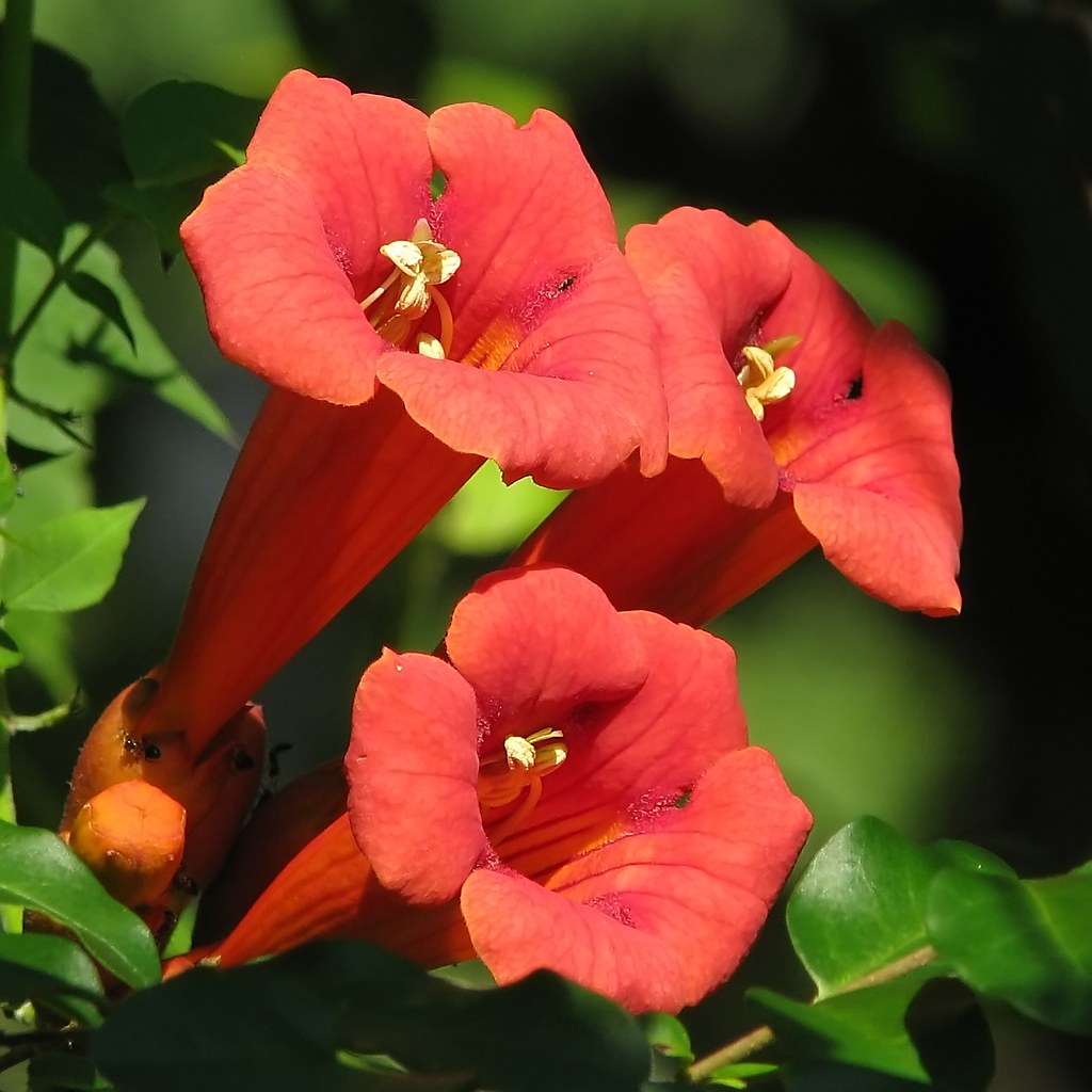 Trumpet vine This is a native vine that often grows high o… Flickr
