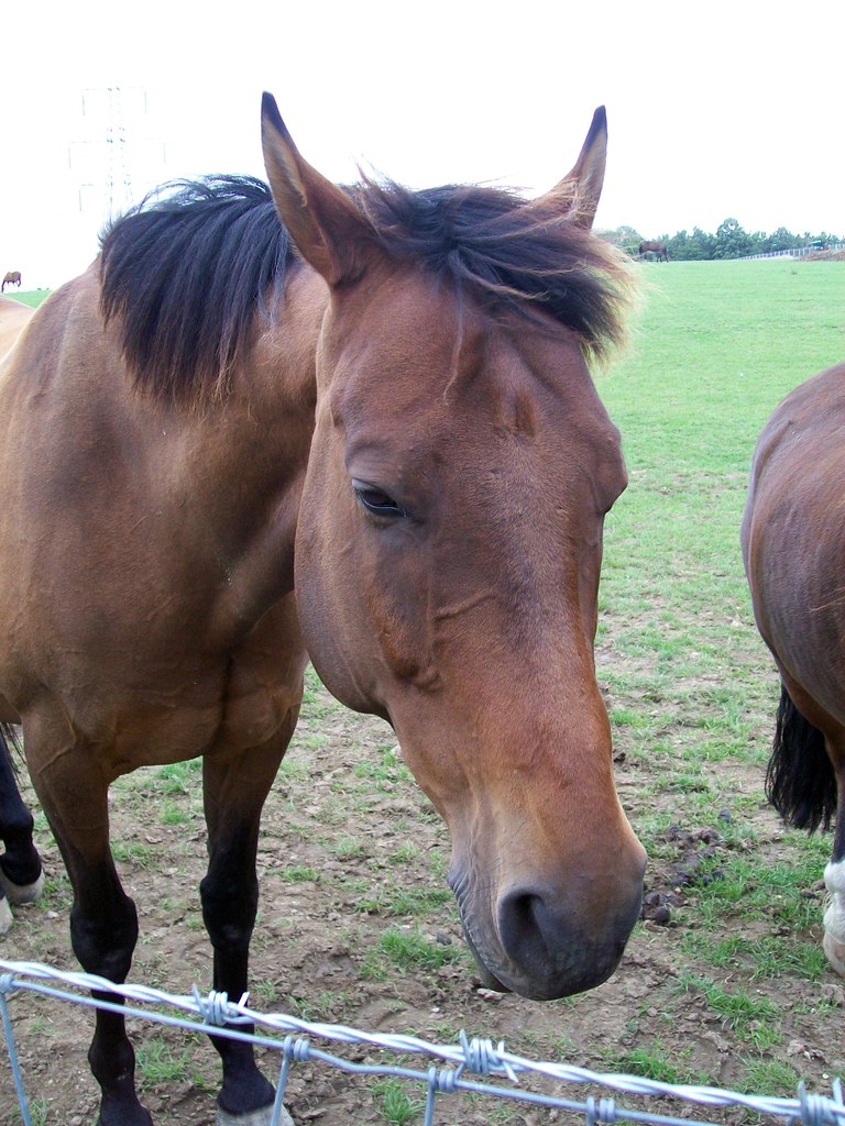 Horse 1 These horses just... stood there. They didn't seen… Flickr