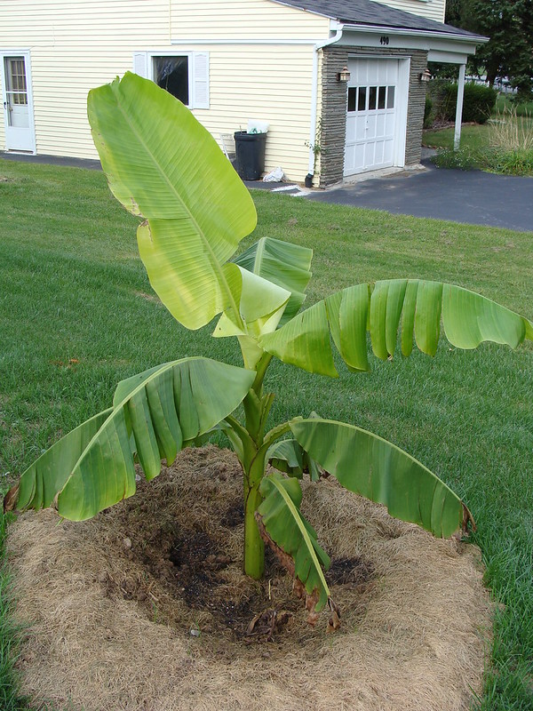 Banana Tree Transplant Shock Expert Tips For Successful Transplanting