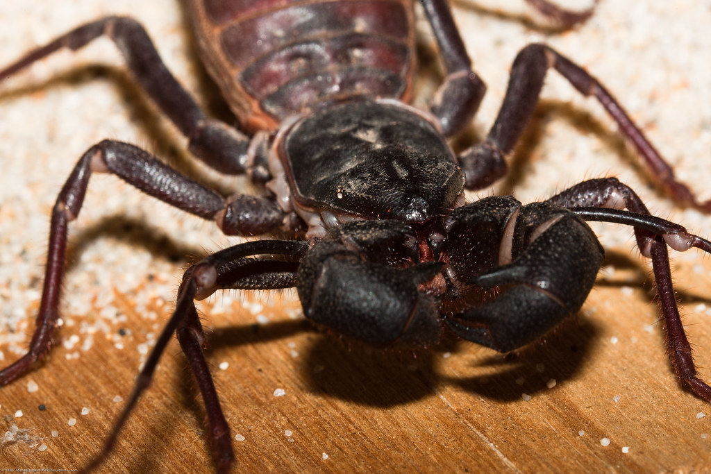 Vinegarroon, Thelyphonida, uropygids, insect 19 Sept 2010 Flickr