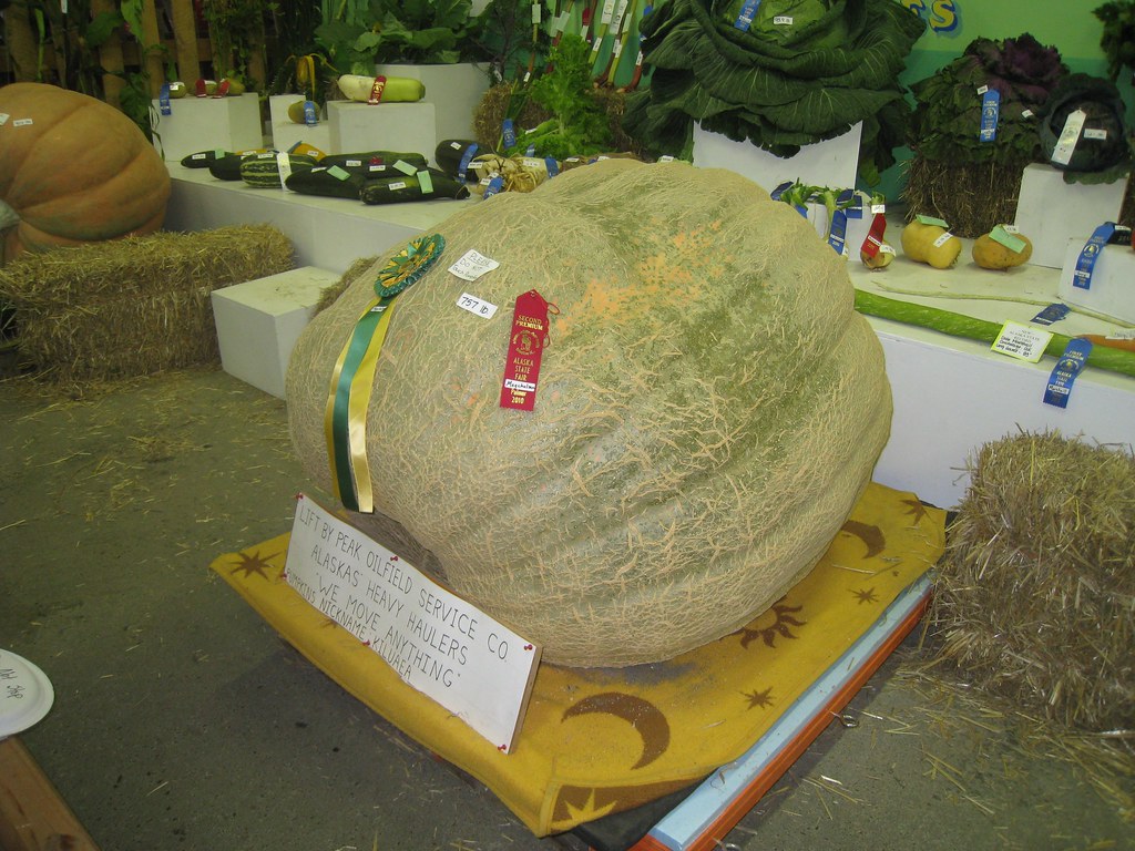 Super veggies at the Alaska State Fair Super veggies Jay Galvin Flickr