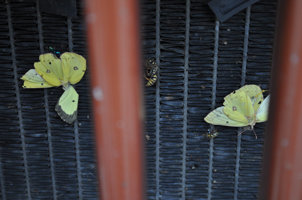 Butterflies on Cars Flickr