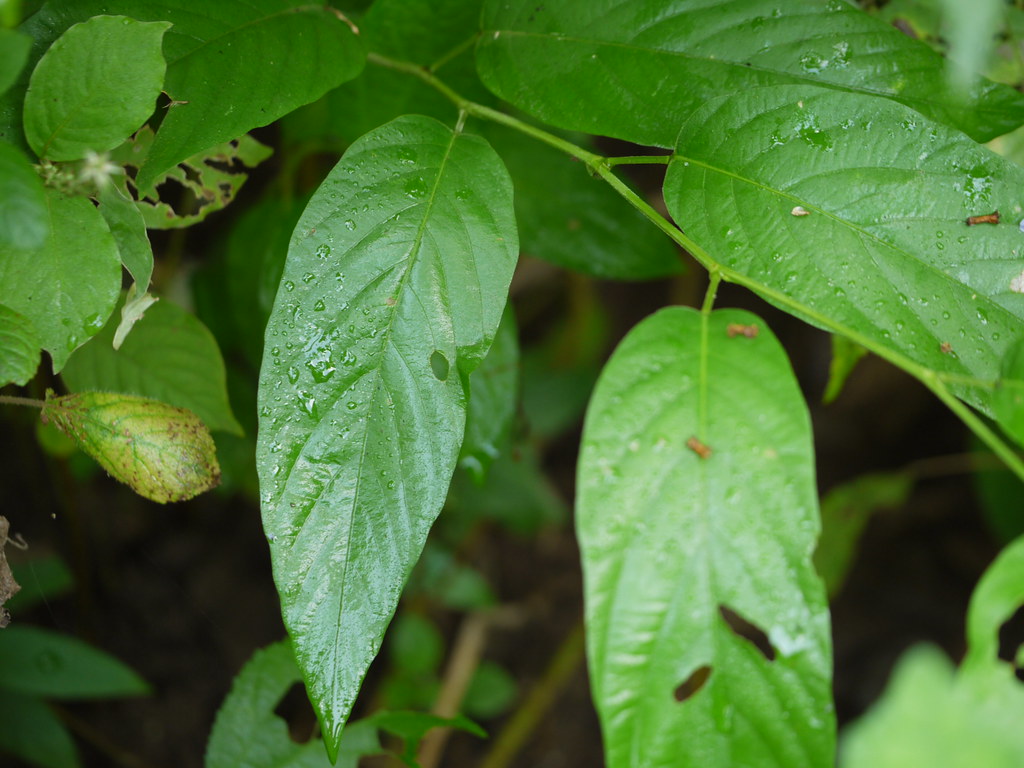 Ranganjya (Marathi रानगांज्या) Fabaceae (pea, or legume f… Flickr