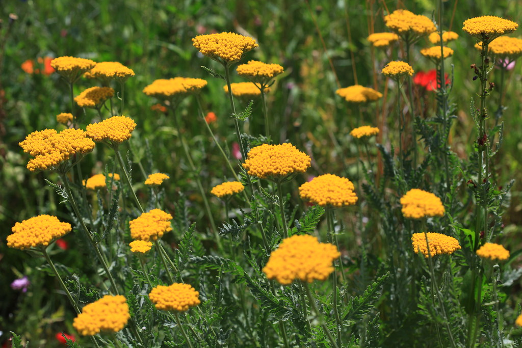 "Moonbeam" Yarrow The only yarrow that's noninvasive, and… Flickr