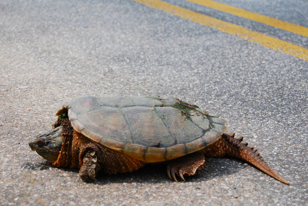 Snapping Turtle running across the road Snapping turtles