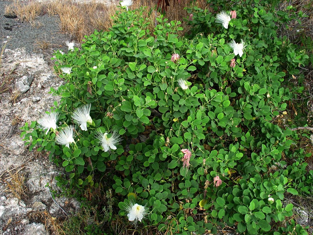 Capparis sandwichiana Maiapio, Pua pilo or Hawaiian caper … Flickr