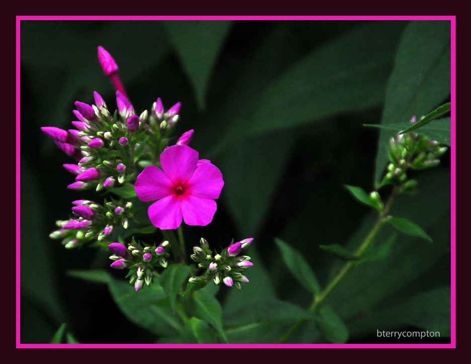 DSC_0404_1_72 Pink Flocks Flower Pink Flocks Flower Berkeley T