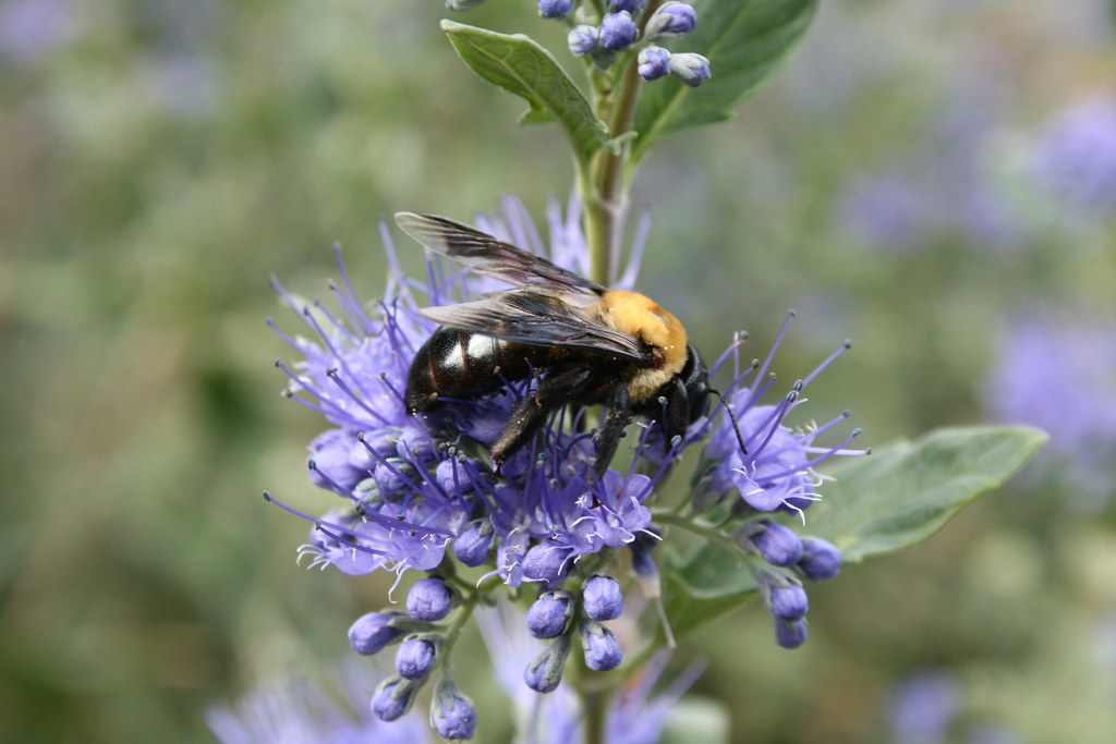 Blue Mist Spirea And Bee larsongarden Flickr