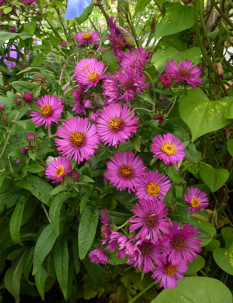 Aster 'September Ruby' Annie's Annuals & Perennials Flickr