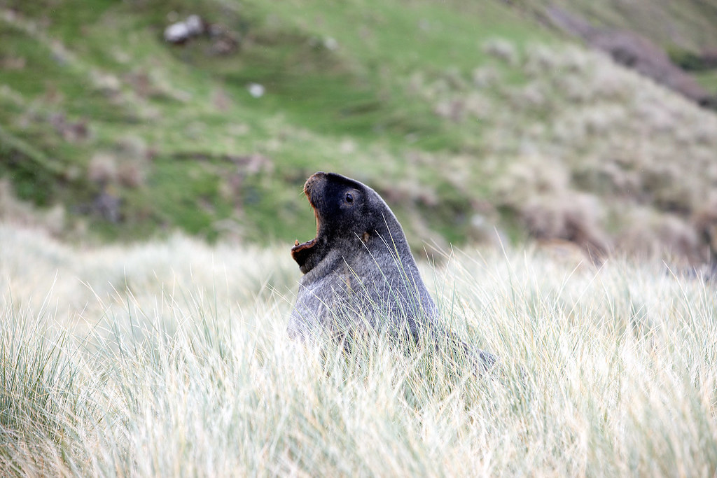 New Zealand Sea Lion during an Elm Wildlife tour, Otago Pe… Flickr