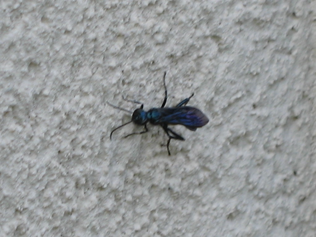 Mud Dauber, possibly Blue Mud Dauber Chalybion californi… Flickr