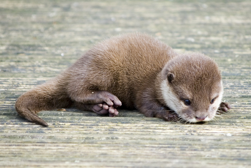 Baby Otter Baby Otter Visit my website to see more of my w… Flickr