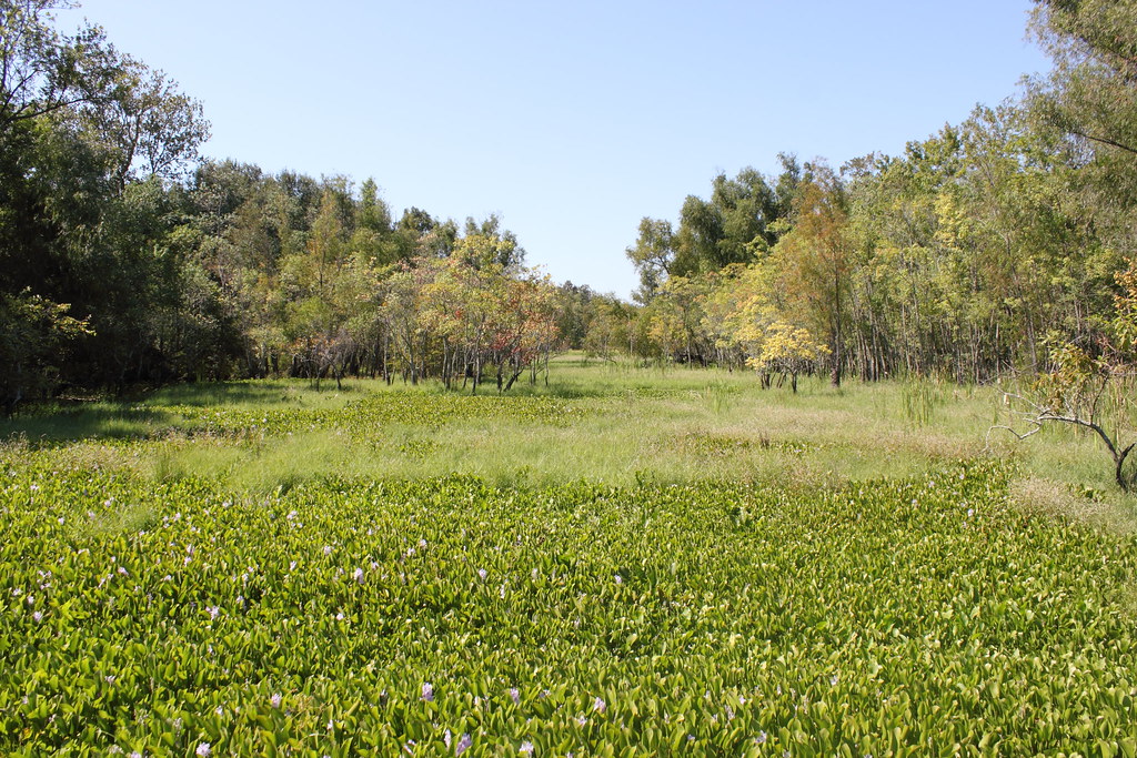 Elevation of Coteau Holmes, LA, USA Topographic Map Altitude Map