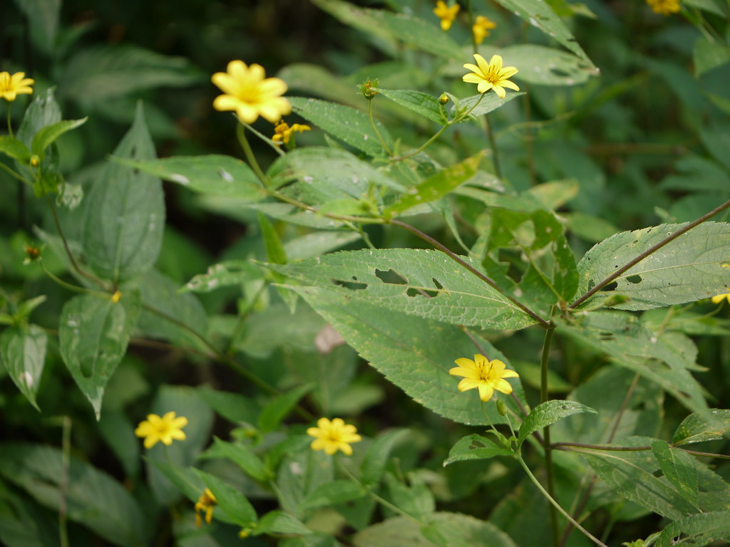 Khurasan (Marathi खुरासन) Asteraceae (daisy family) » Wed… Flickr