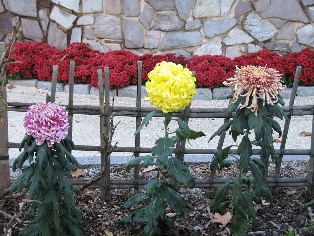 Chrysanthemums Chrysanthemum Chrysanthemum Japanese Garden… Flickr