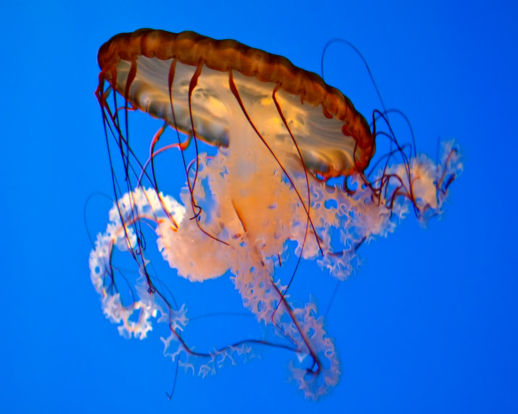 Pacific Sea Nettle, Chrysaora fuscescens, West Coast Sea N… Flickr