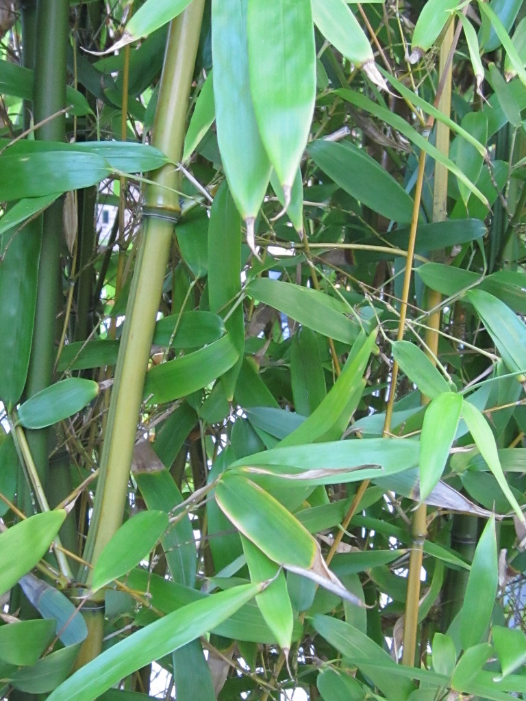 Bamboo Leaves and Stalks By Sherrie Thai of ShaireProducti… Flickr
