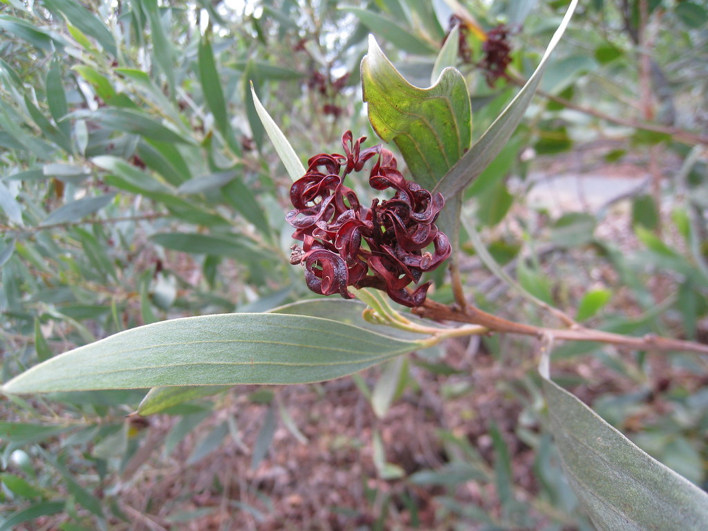 Silverleaved Wattle seed pods Probably Acacia holosericea… Flickr