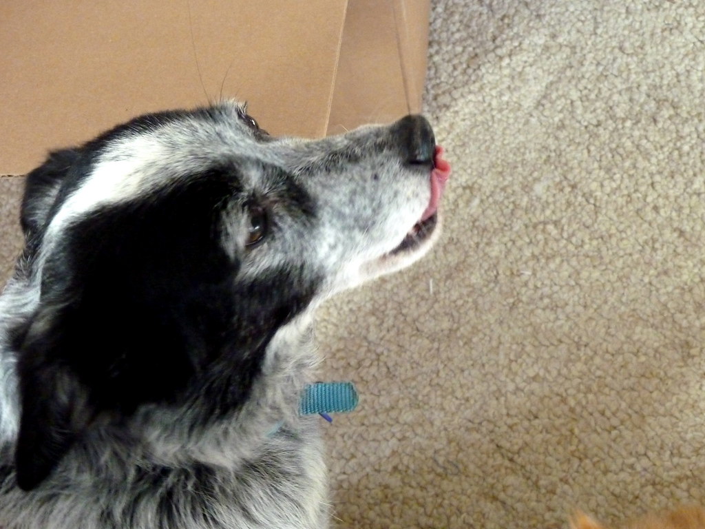 I'm afraid of cameras. I'm hanging onto her scruff so I ca… Flickr