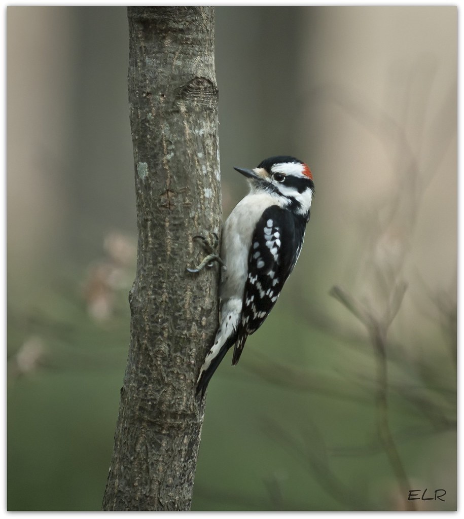Downy Woodpecker Lane Rushing Flickr