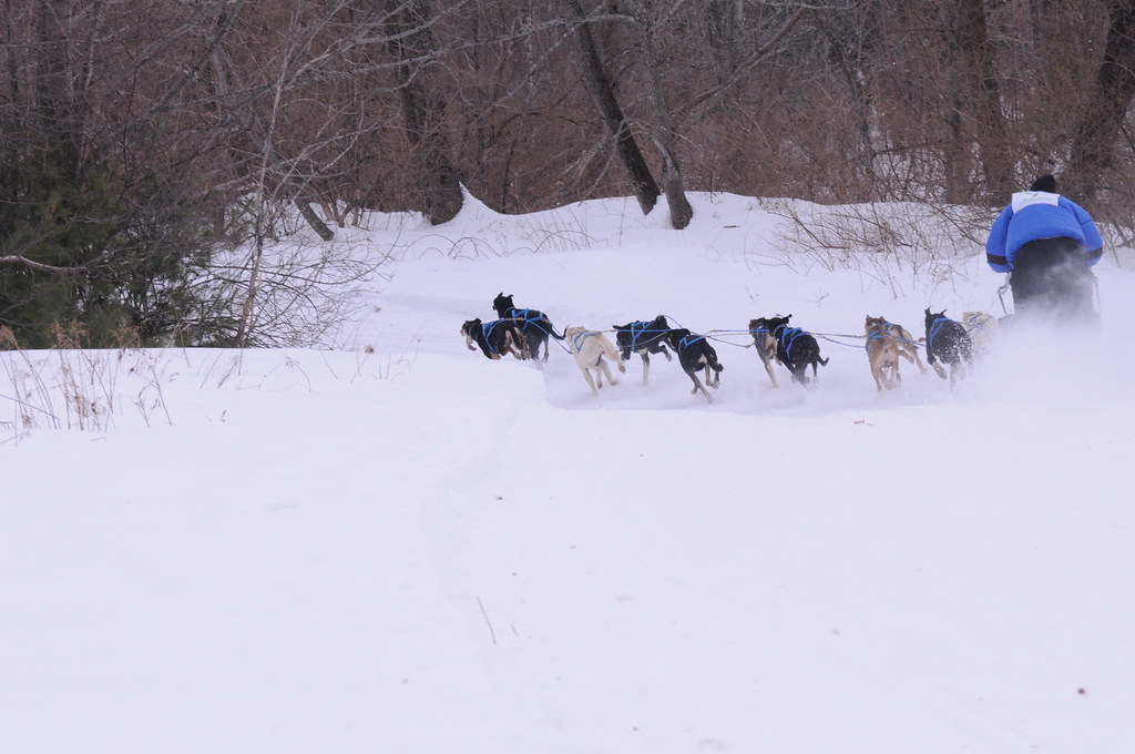 World Championship Sled Dog Derby Laconia, NH February 12,… Flickr