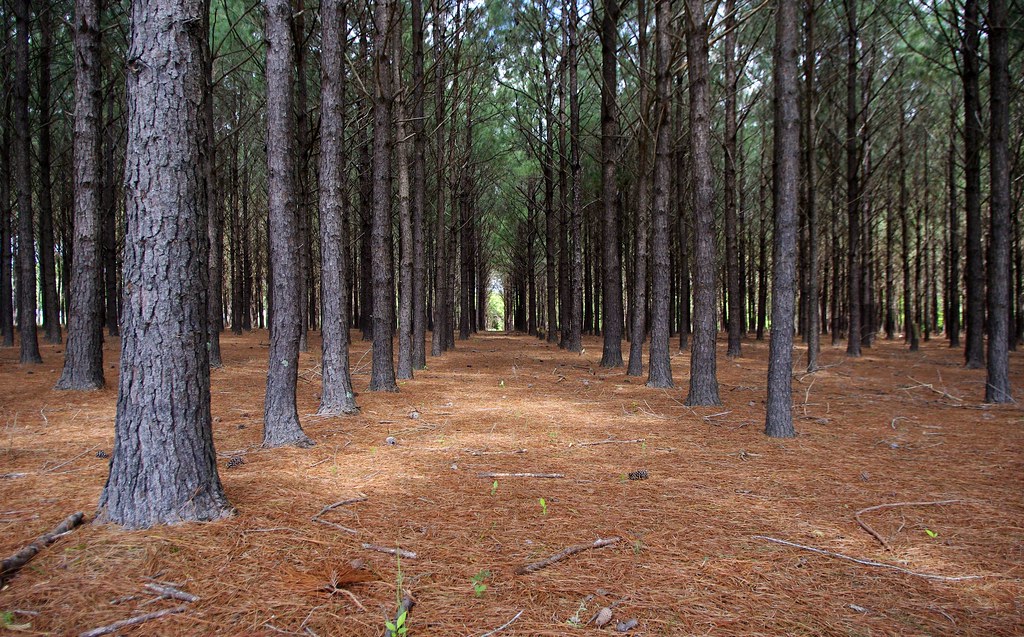 Pine Tree Farm Stops on a drive in Baldwin Co. AL. Jim Ward (Out