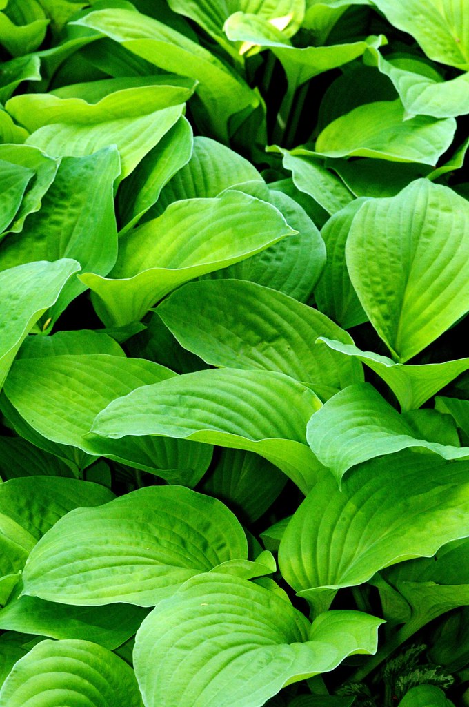 Home PlanTain LibGuides at Renaissance Education Group