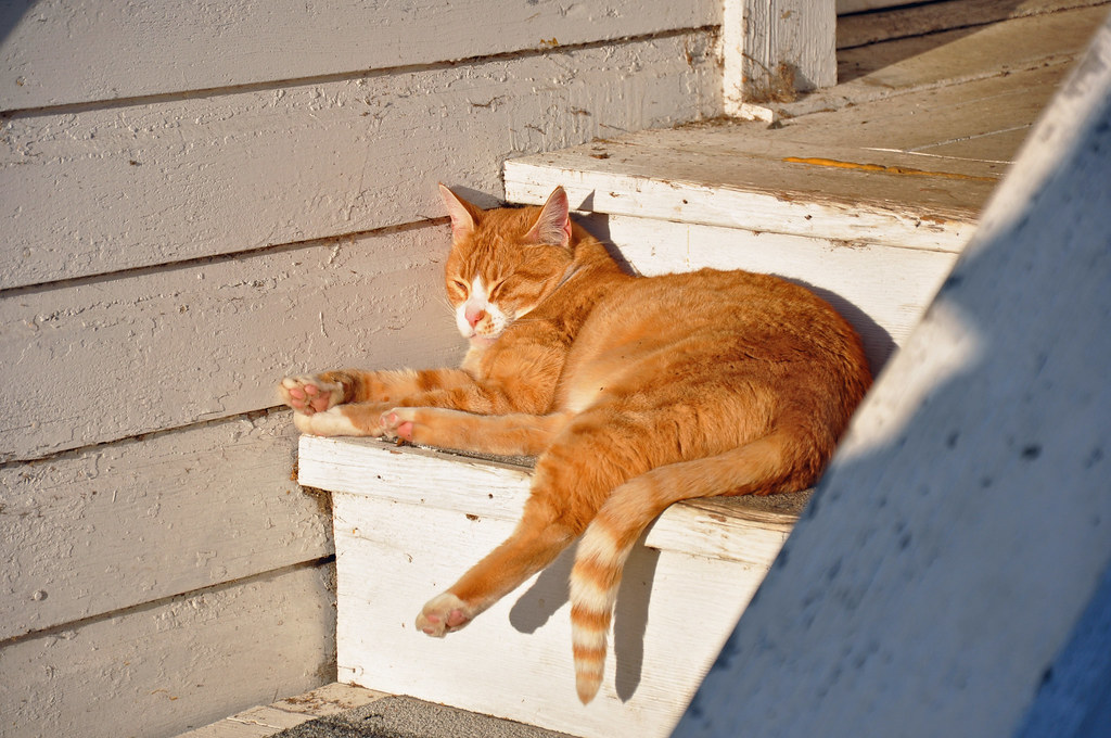 Mill Cat is a Relaxed Cat Thompson's Mills State Heritage … Flickr