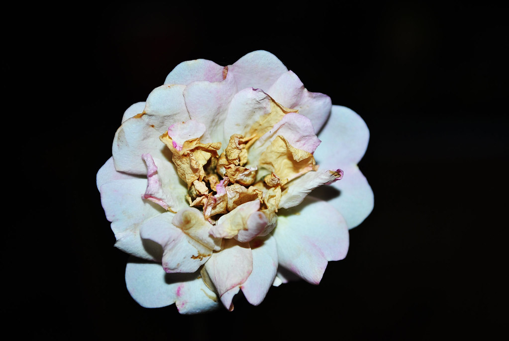 Dead Rose Luke Gray Flickr