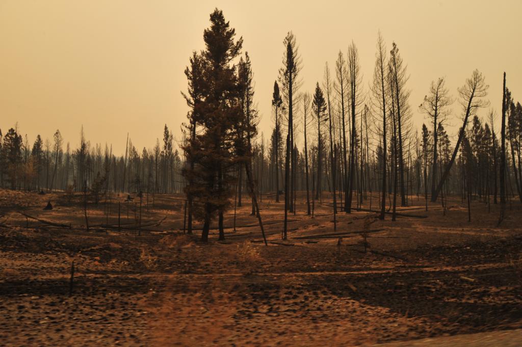 Forest Fire devestation near Alexis Creek Less than 24 hou… Flickr