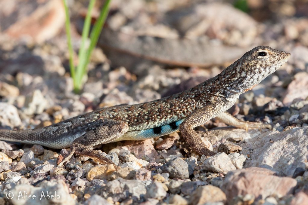 Elegant Earless Lizard (Holbrookia maculata) Male elegant … Flickr