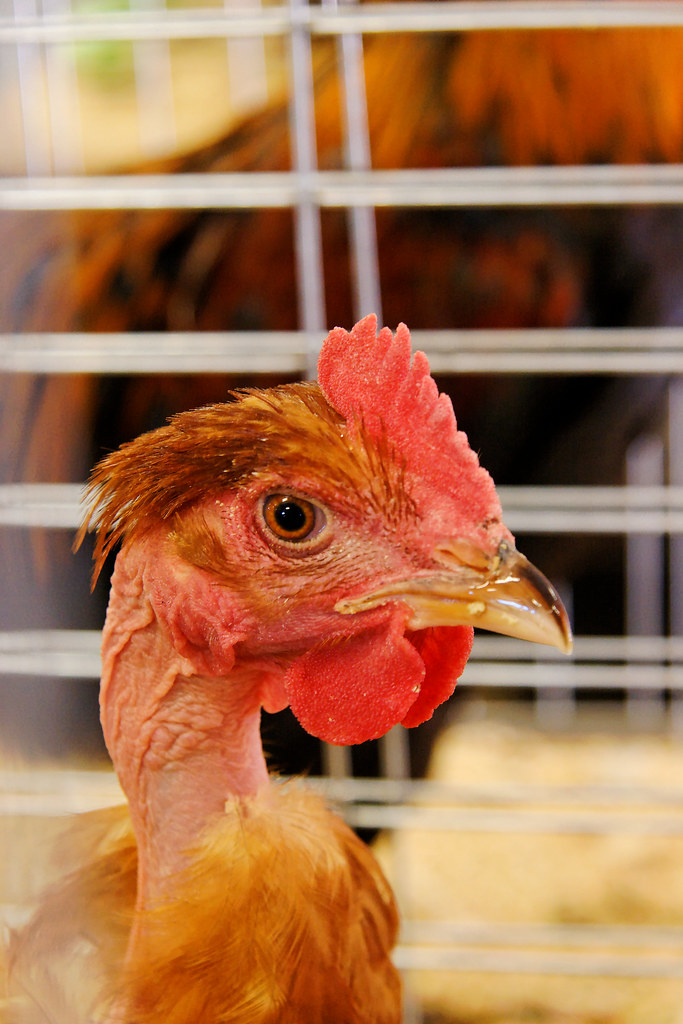 Chicken Head, Missoula County Fair CT Young Flickr