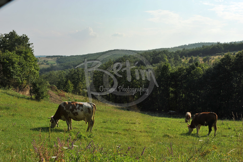 Gjilan, Lopet e Kosoves - a photo on Flickriver