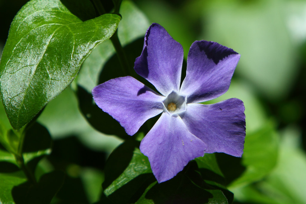 Large Periwinkle (Vinca major) in flower. Vinca major is a… Flickr