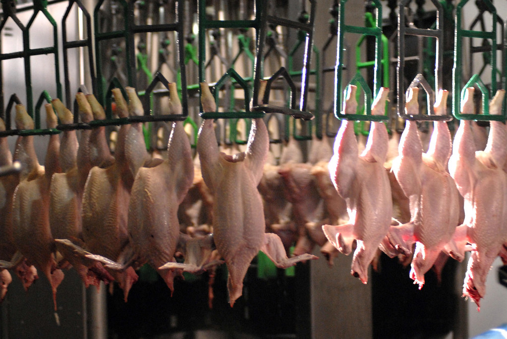Slaughtered Chickens A chicken slaughter house in a UKbas… Flickr